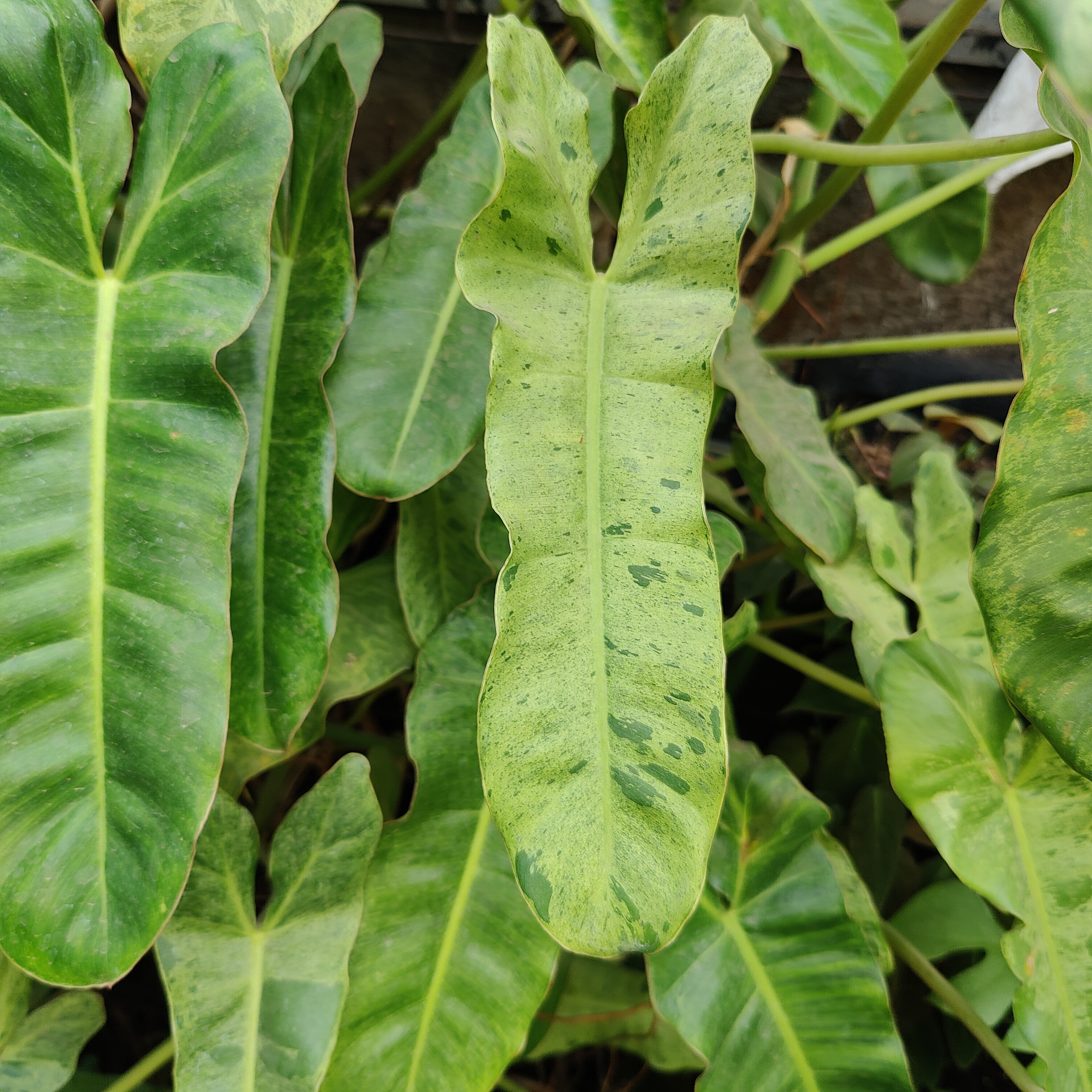 Philodendron Paraiso Verde